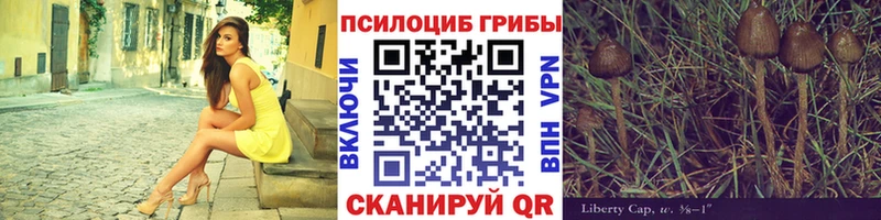 Купить закладки  Болгар  Псилоцибиновые грибы Cubensis 